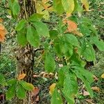 Aesculus glabra List