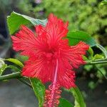 Hibiscus schizopetalusFlors