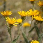 Inula oculus-christi Fleur