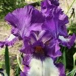 Iris lutescensFlower