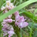 Neotinea tridentata Flower