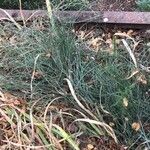 Ephedra foeminea Leaf