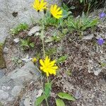 Scorzoneroides pyrenaica Квітка