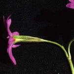 Primula angustifolia Flower