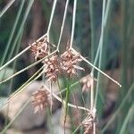 Cyperus papyrus Frutto