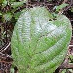 Cordia sprucei Leaf