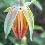 Canarina canariensis Flor