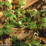Nemophila aphylla Hábito