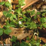 Nemophila aphylla Хабит