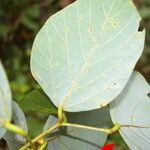 Erythrina globocalyx 叶