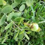 Capparis cartilaginea Leaf