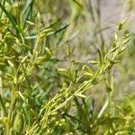 Acanthostyles buniifolius Fiore