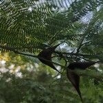 Vachellia collinsii Плод