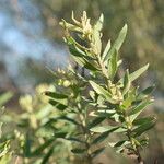 Baccharis dracunculifolia Fulla