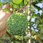 Annona neoinsignis Fruit