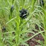 Amsonia ciliata Žiedas