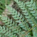 Polystichum setiferum Φύλλο