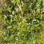 Salix phylicifolia Blatt