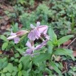 Saponaria officinalisപുഷ്പം