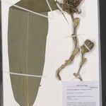 Aframomum polyanthum Other
