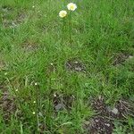 Leucanthemum adustum Habitat