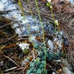 Saxifraga caesia Libunga
