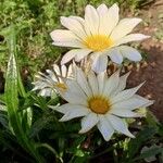 Gazania rigensFlower