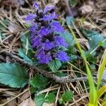 Ajuga genevensisപുഷ്പം