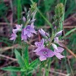 Veronica austriaca Flower