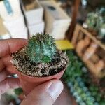 Euphorbia susannae Feuille