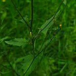 Hieracium laevigatum Frunză