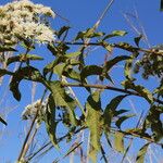 Gymnanthemum amygdalinum Blüte