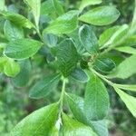 Salix cinerea Leaf