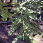Acacia mearnsii Fuelha