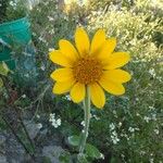 Tithonia tubaeformis Blüte