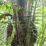 Oenocarpus bataua Λουλούδι