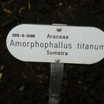 Amorphophallus titanum Máis