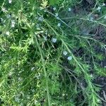 Satureja hortensis Fiore