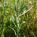 Xeranthemum cylindraceum Bark