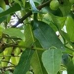 Garcinia xanthochymus Плод