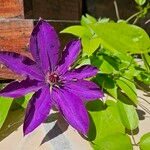 Clematis patens花