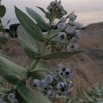 Calotropis procera Ffrwyth