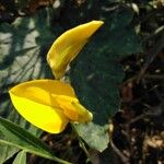 Crotalaria juncea Квітка