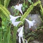 Lilium candidumCvet