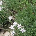 Silene ciliata Flor