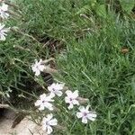 Silene ciliata Flower