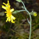 Hieracium glaucinum Flower