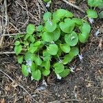 Viola striata Folio