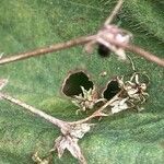 Alchemilla mollis Fruit