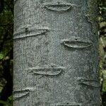 Schizolobium parahyba Bark